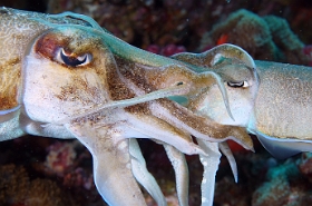 Birmanie - Mergui - 2018 - DSC03225 - Broadclub cuttlefish - Seiche - Sepia latimanus